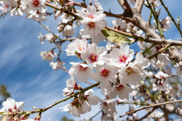 Close-up of brunches full of flowers of an almond tree also known as Prunus dulcis or Prunus Amygdalus, beautiful blossoms attracting pollinators with an essential function for the health of the tree - obrazy, fototapety, plakaty
