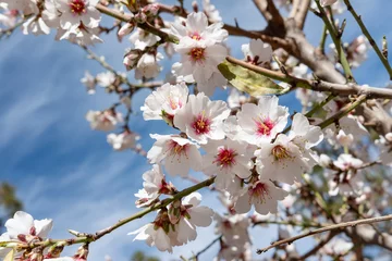 Photo sur Aluminium les îles Canaries Close-up of brunches full of flowers of an almond tree also known as Prunus dulcis or Prunus Amygdalus, beautiful blossoms attracting pollinators with an essential function for the health of the tree