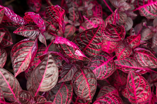 Iresine herbstii, also known as bloodleaf, an ornamental plant grown especially for its waxy bright leaves rather than its flowers, adding a vibrant burst of color to both indoor and outdoor spaces