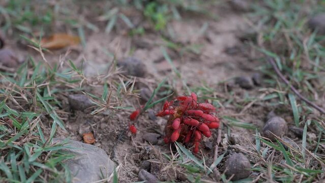 Group Red cotton stainer bug on ripe fruit at the ground.