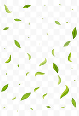 Lime Leaves Spring Vector Transparent Background