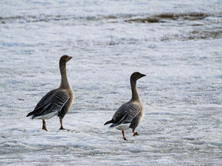 Wildlife photography of pair of wild geese taken in arctic region of Svalbard. Bird are walking on frozen snows.  Brown, patterned feather, white, dirty snow