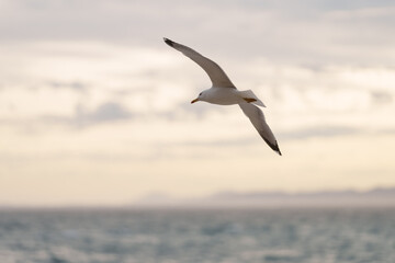 Fototapeta na wymiar Big white seagull flying over the mediterranean sea near Nice, France