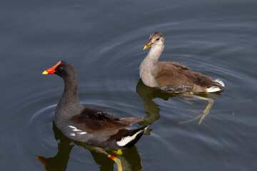A young common gallinule (Gallinula galeata) a wading bird, which is brown because it has yet to grow up and get the black feathers of an adult