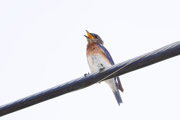 An eastern bluebird (Sialia sialis) on a hot  day, holding its beak open—probably panting to release excess heat