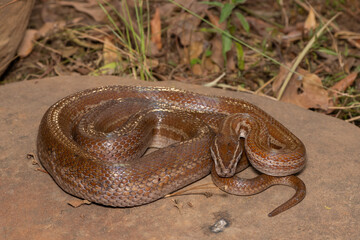 Beautiful brown house snake (Boaedon capensis) on a rock	