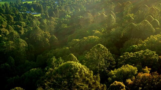 Bunya Mountains National Park in Queensland Australia, section of Great Dividing Range covered with ancient conifer rainforest, various timbers including red cedar, bunya pine and hoop pine. 