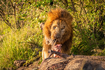 Naklejka na ściany i meble Male lion ( Panthera Leo Leo) with kill, lion eating eland, Mara Naboisho Conservancy, Kenya.