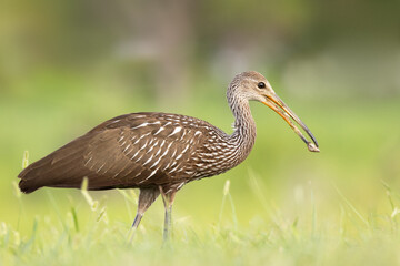 A wading bird called a limpkin (Aramus guarauna) holds a spiral mollusk shell in its beak in Sarasota, Florida