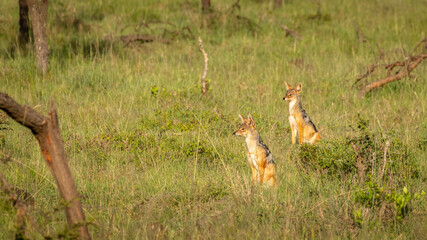 Black-backed jackal (Canis mesomelas) waiting for a chance after a lion kill, Mara Naboisho Conservancy, Kenya.