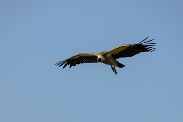 White-backed vulture (Gyps africanus) flying with blue sky, Mara Naboisho Conservancy, Kenya.