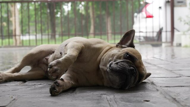 Dog lying at floor against raindrops on rainy day.