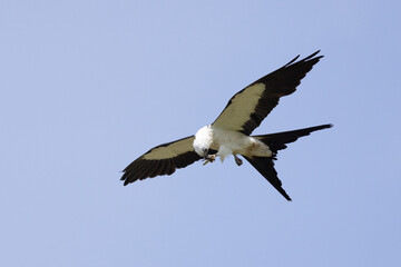 A swallow-tailed kite (Elanoides forficatus) eating an insect in midair against a blue sky in Sarasota, Florida