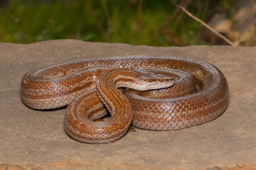 Beautiful brown house snake (Boaedon capensis) on a rock	