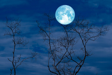 Full Crow Moon and silhouette dry tree in the field and night sky