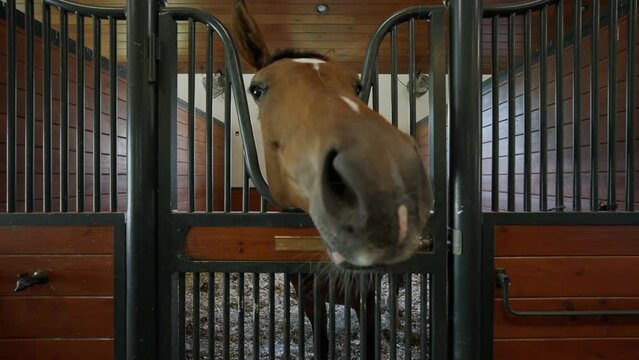 Curious strong race horse touching with nose camera lens while standing in personal barn. Close up of brown color animal at contemporary ranch