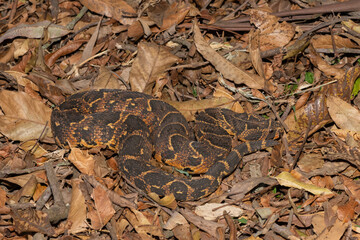 Deadly male Puff Adder (Bitis arietans) displaying its beautiful camouflage 