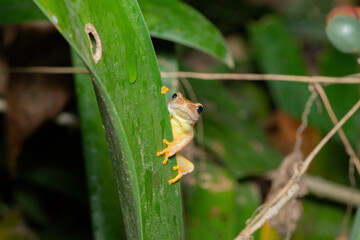 Yellow-striped Reed Frog (Hyperolius semidiscus) in winter