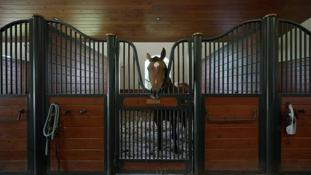 Beautiful purebred horse standing inside his corral in contemporary ranch with metal and wooden elements. Farm animal relaxing after professional races