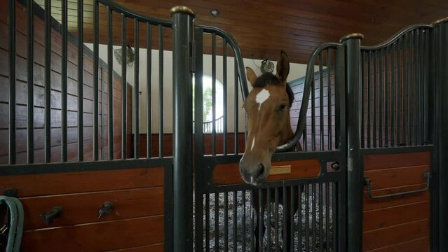 Well-designed modern stable with brown and white stallion looking out of closed stall door. Equestrian center with trained animal for races