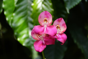 Fototapeta na wymiar Disa uniflora, orchid, Orchidaceae family. South Africa. Hanover - Berggarten, Germany.