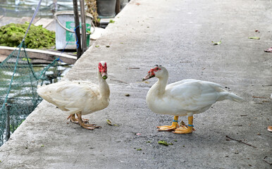 Closeup of Dual of Musky duck or indoda, Barbary duck with red nasal corals, white duck with red nose face each other standing on cement road at Thailand.