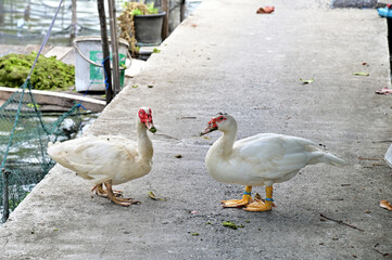 Closeup of Dual of Musky duck or indoda, Barbary duck with red nasal corals, white duck with red...