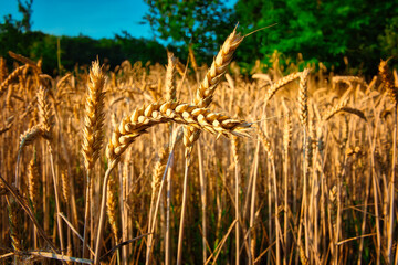 Korn - Feld - Golden - Wheat - Field  - Harvest - Concept - Farmland - Blue -  Sky - Sunset - Ears...