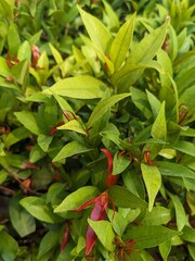 Photo of green leaves on the ground, in the park