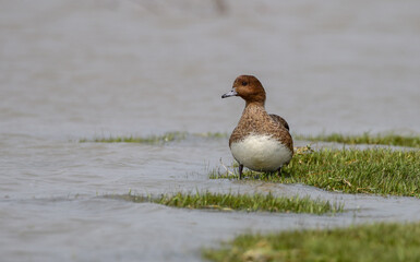 Eurasian wigeon, also known as widgeon is one of three species of wigeon in the dabbling duck genus Mareca. It is common and widespread within its Palearctic range.
