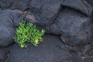 The first vegetation / The first vegetation on a cooled lava field. The volcanic island of Pico is part of the Azores archipelago, Portugal.