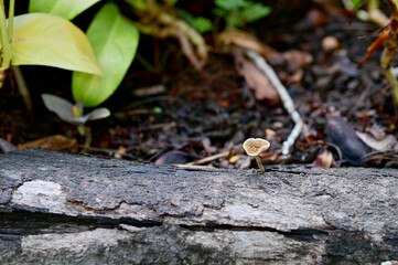 Closeup of Brown Wild Mushrooms growing from the ground above the trees in the garden at Thailand.