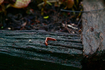 Closeup of Millipede breeding on the log in the garden with natural background at Thailand.