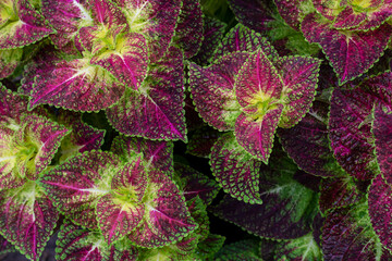 Top view of Coleus Forskohlii, Painted Nettle or Plectranthus scutellarioides is a Thai herb in the garden for background.