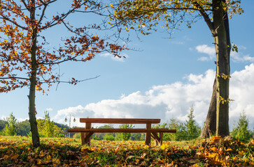 Beautiful wooden bench in the park.