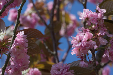 Katsuragi plateau and double cherry blossoms at Mt. Yamato Katsuragi in spring, Kushira, Gose City, Nara Prefecture.