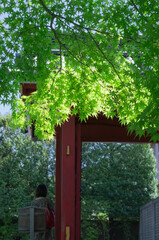 Fresh green and torii gate, Uji city, Kyoto prefecture.