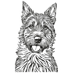 Border Terrier dog breed line drawing, clip art animal hand drawing vector black and white realistic breed pet