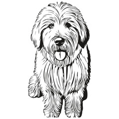 Old English Sheepdog dog pet silhouette, animal line illustration hand drawn black and white vector realistic breed pet
