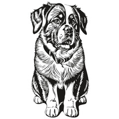 Saint Bernard dog outline pencil drawing artwork, black character on white background