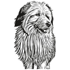 Old English Sheepdog dog breed line drawing, clip art animal hand drawing vector black and white sketch drawing