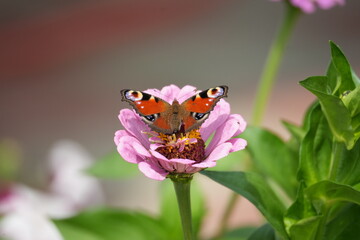 a butterfly collects pollen from a bright flower