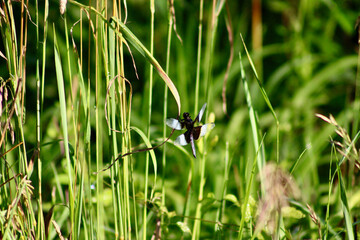 King skimmer , dragonfly clutching a tall blade of grass Jenningsville Pennsylvania