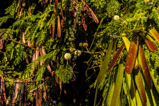 Leucaena leucocephala (jumbay, river tamarind, subabul, white popinac, white leadtree, Mimosa leucophala, Mimosa glauca Koenig) or can also be called chinese petai, kemlandingan, 