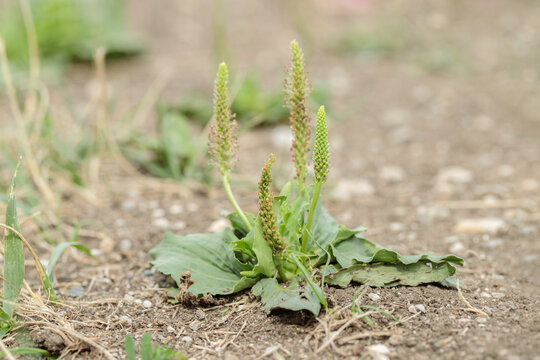 Rosette of broadleaf plantain (Plantago major).