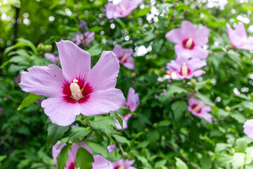Korean national flower in the name Rose of Sharon or Mugunghwa flower