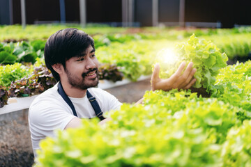 Agribusiness farmer and hydroponic farming concept, Man picking
