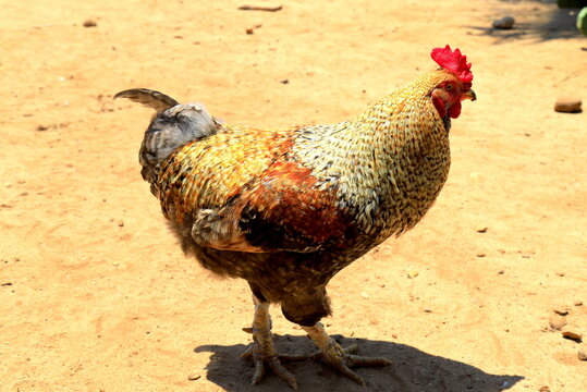 Rooster in sun light on eco farm