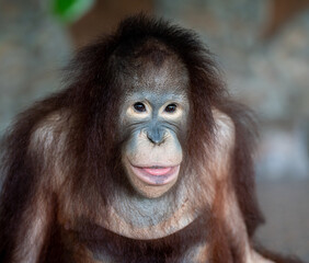 Thailand Zoos and Zoo Animals and Pets, 