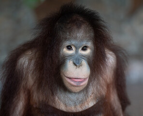 Obraz premium Thailand Zoos and Zoo Animals and Pets, 